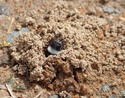 Réf. 249 920 : Andrena cineraria